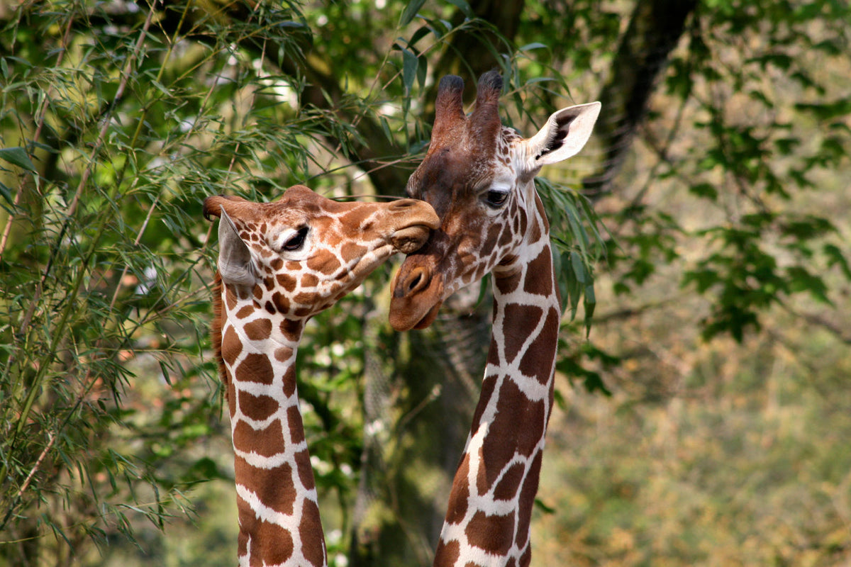ARTIS-Park tickets met korting - afbeelding 15