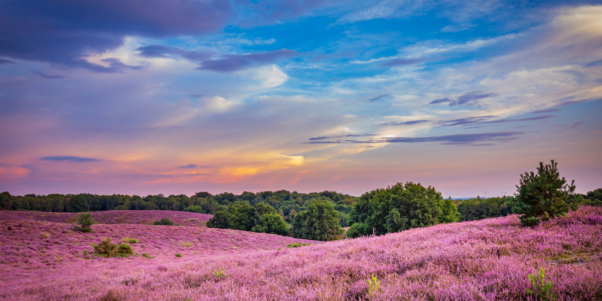 De Hoeve van Nunspeet - afbeelding 2